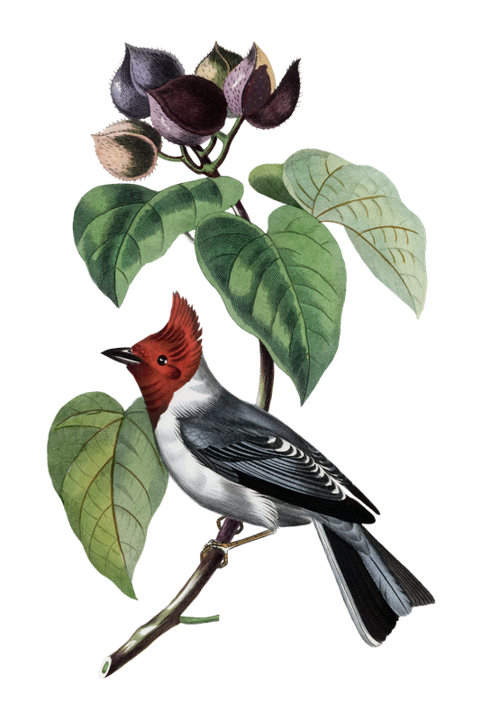 Vintage Illustration eines Vogels der auf einem Zweig sitzt mit Blätter und Knospen