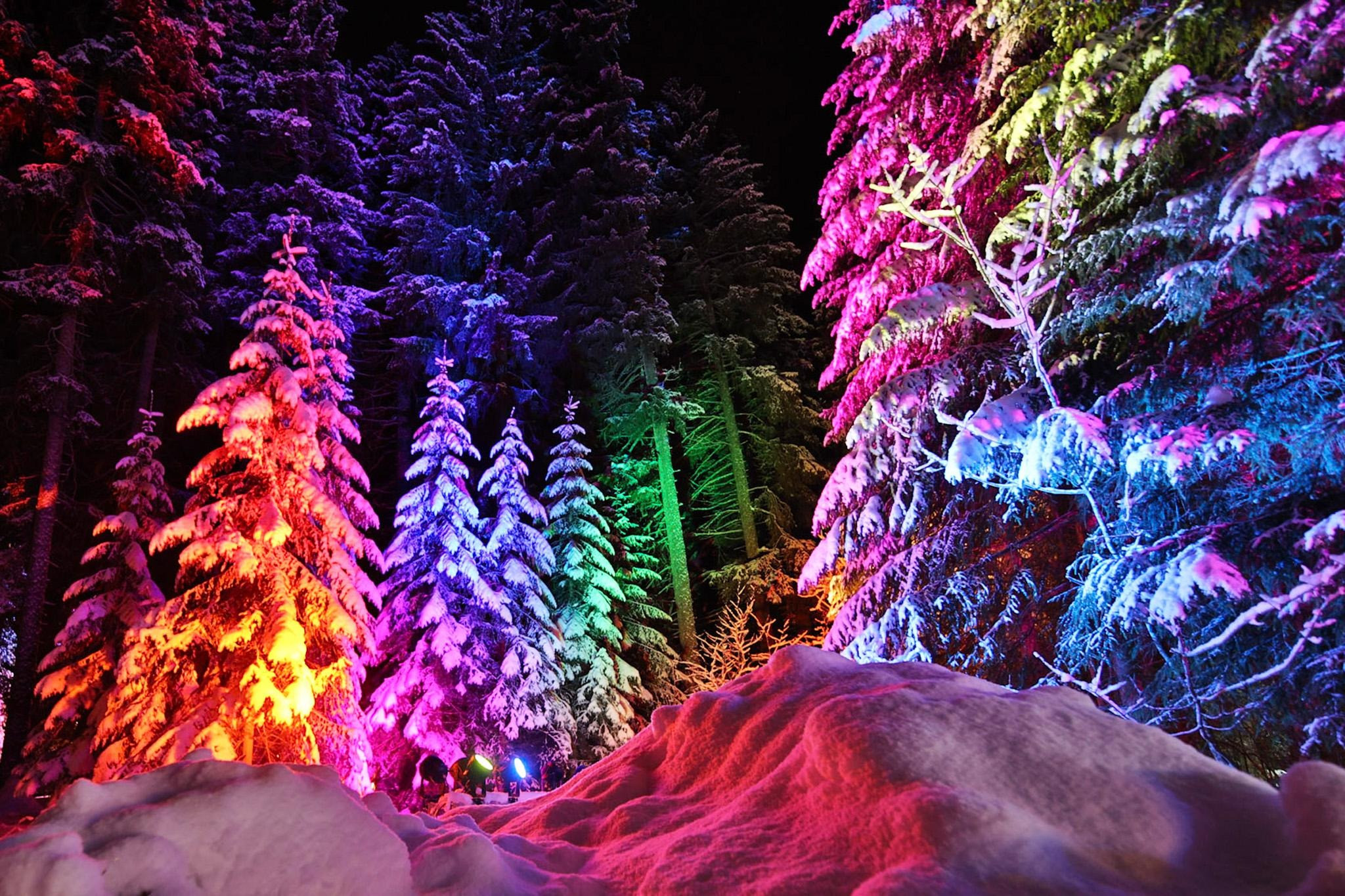 Verschneite Bäume in buntem Licht bei Nacht.