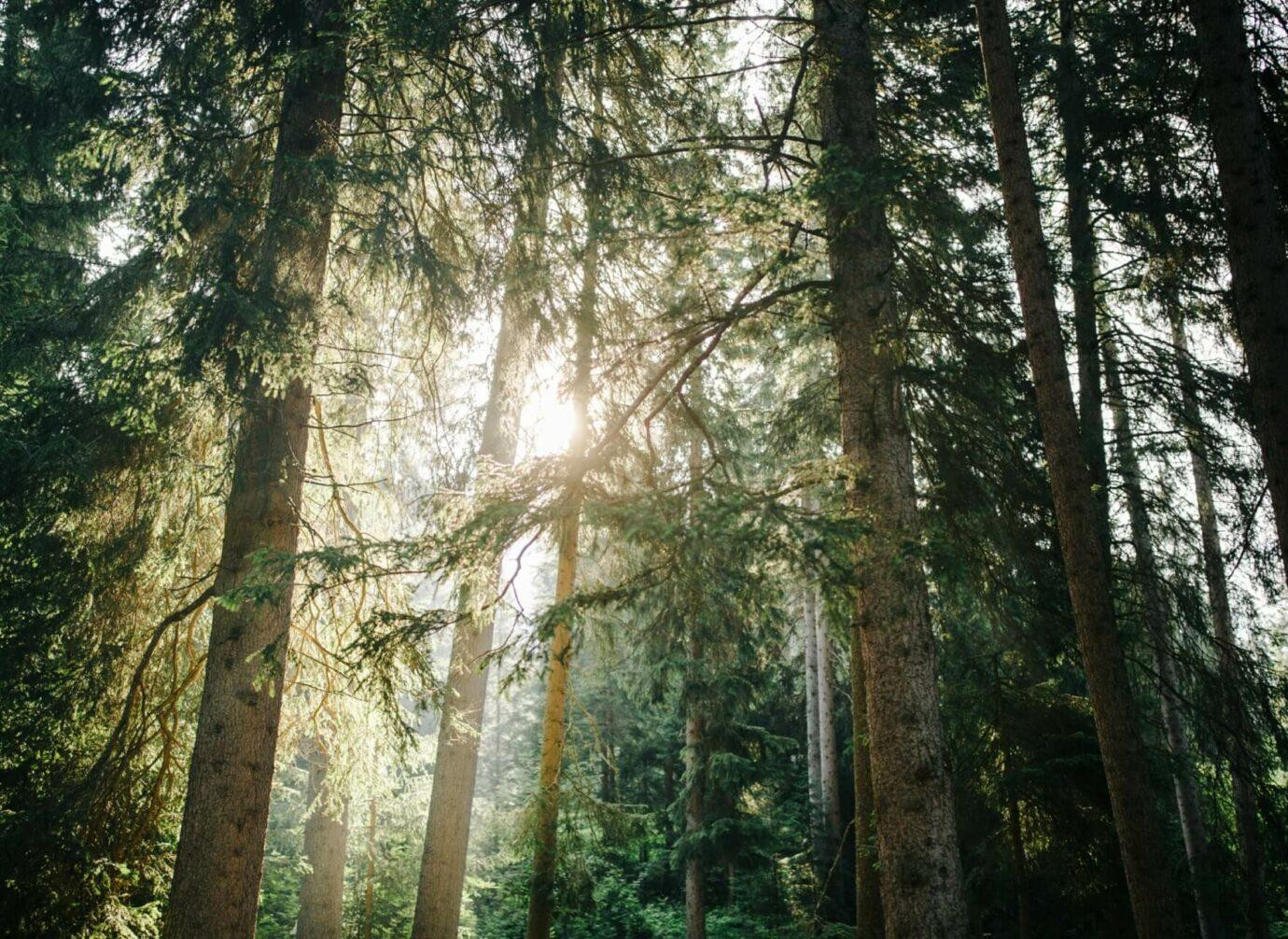 Sonnenlicht, das stimmungsvoll durch dichte, hohe Fichten im ruhigen Wald fällt.