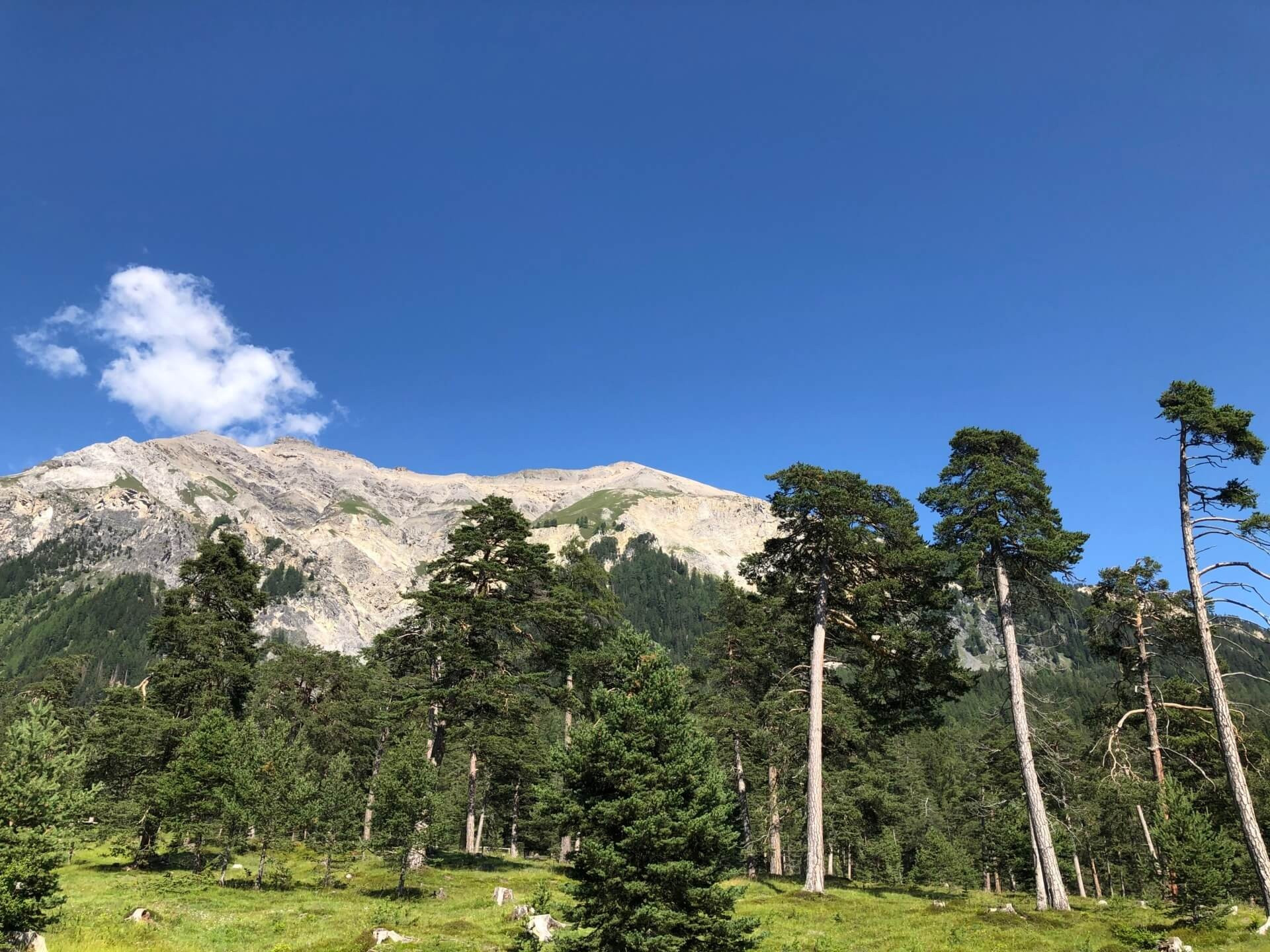 Blick auf eine grüne Waldlandschaft mit hohen Bäumen und einem hellen Bergmassiv im Hintergrund unter wolkenlosem blauem Himmel.