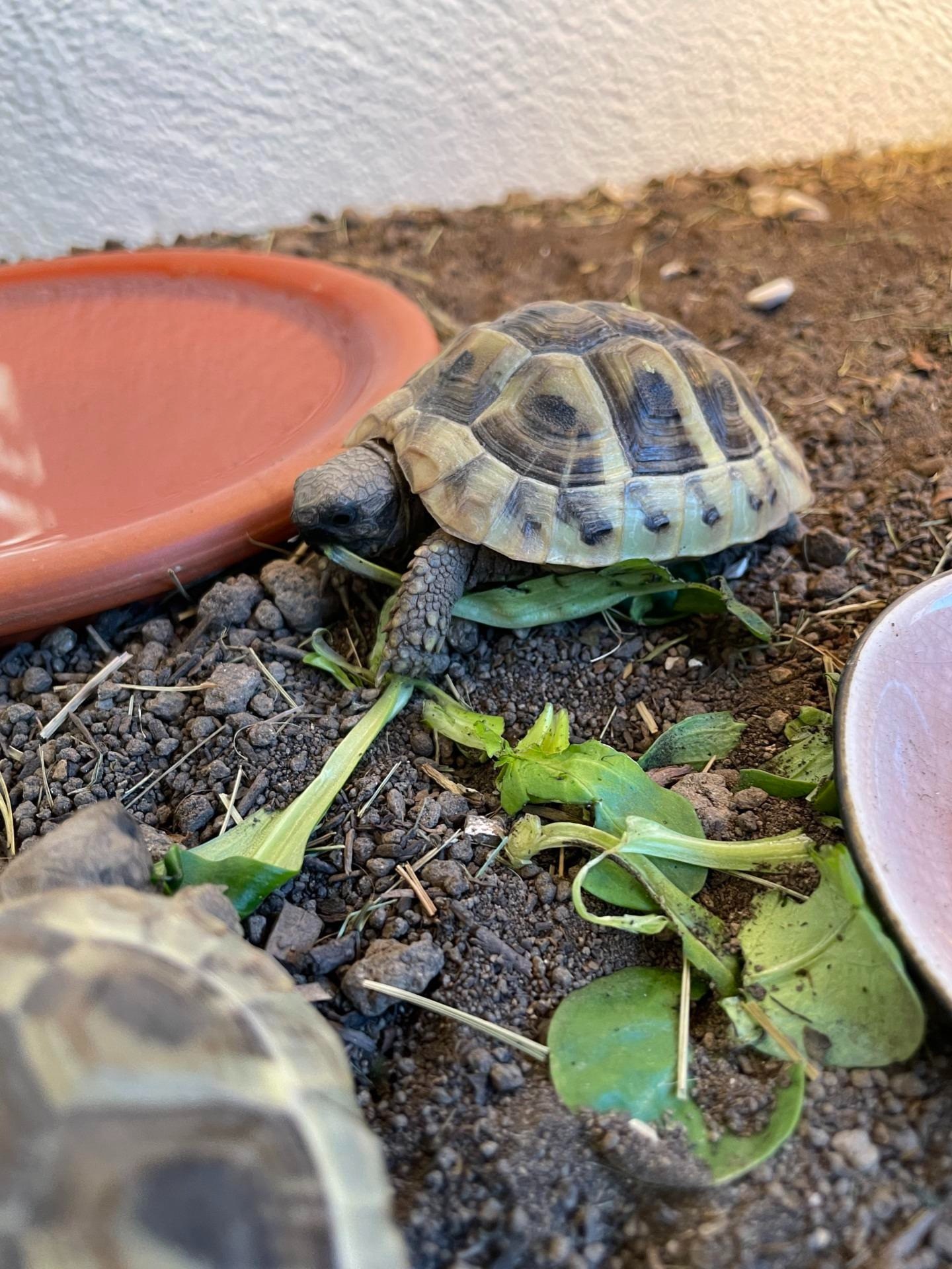 Eine kleine Schildkröte sitzt auf Erde und frisst ein grünes Blatt. Daneben steht ein flacher, terrakottafarbener Wasserschälchen. Das Tier wirkt ruhig und ist aus nächster Nähe fotografiert.