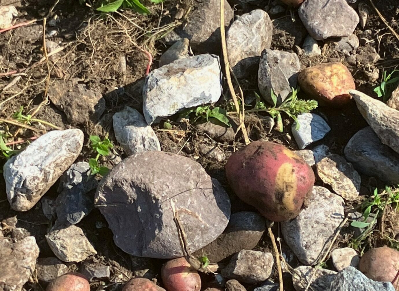 Foto von einem trockenen, steinigen Boden mit verschiedenen grauen und bräunlichen Steinen. Zwischen den Steinen liegt eine kleine rötlich-gelbe Kartoffel, teilweise mit Erde bedeckt. Einige grüne Pflanzen und Grasreste wachsen dazwischen.