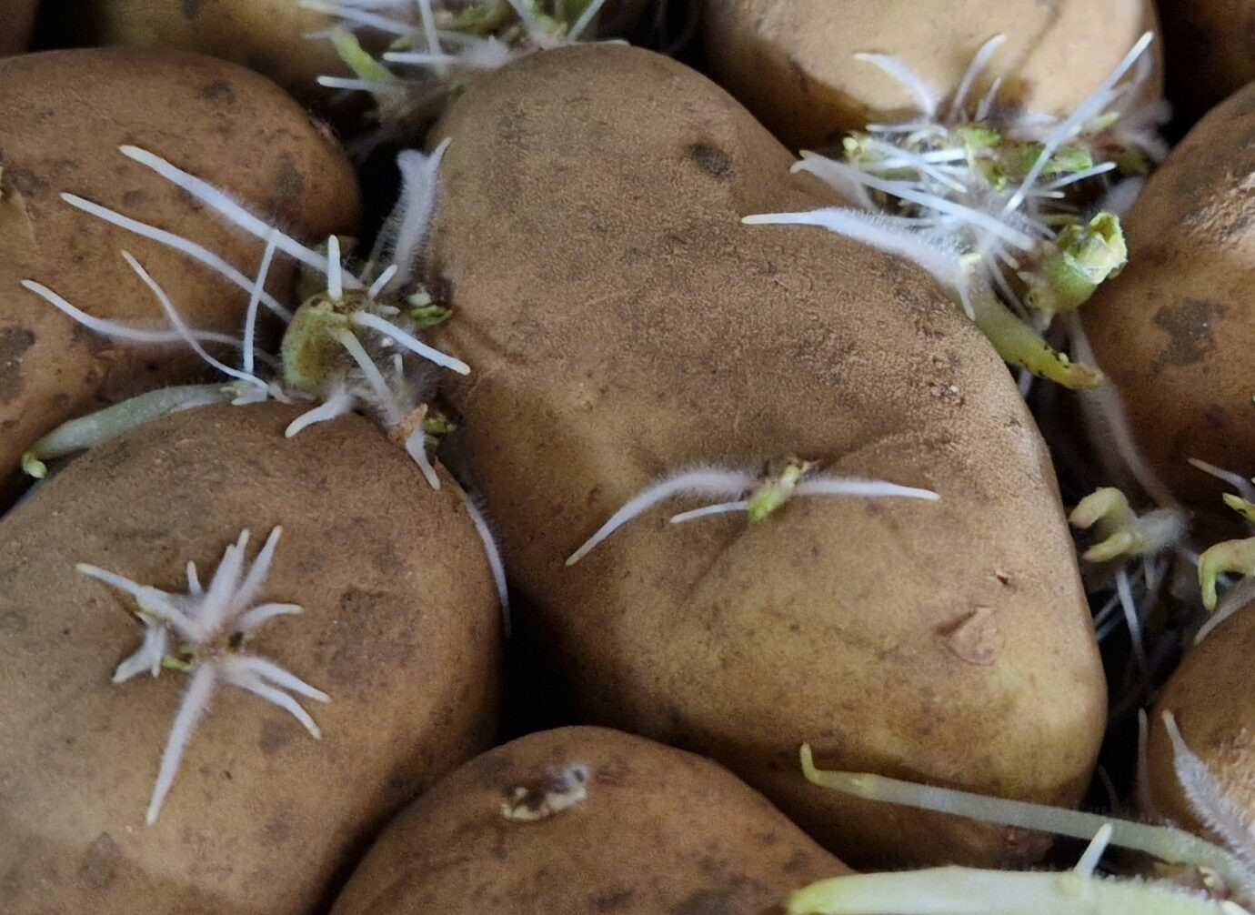 Kartoffeln mit vielen weissen Keimen, eng beieinanderliegend auf dunklem Untergrund. Die Schalen sind leicht erdig und die Keime wirken lang, dünn und frisch ausgetrieben.