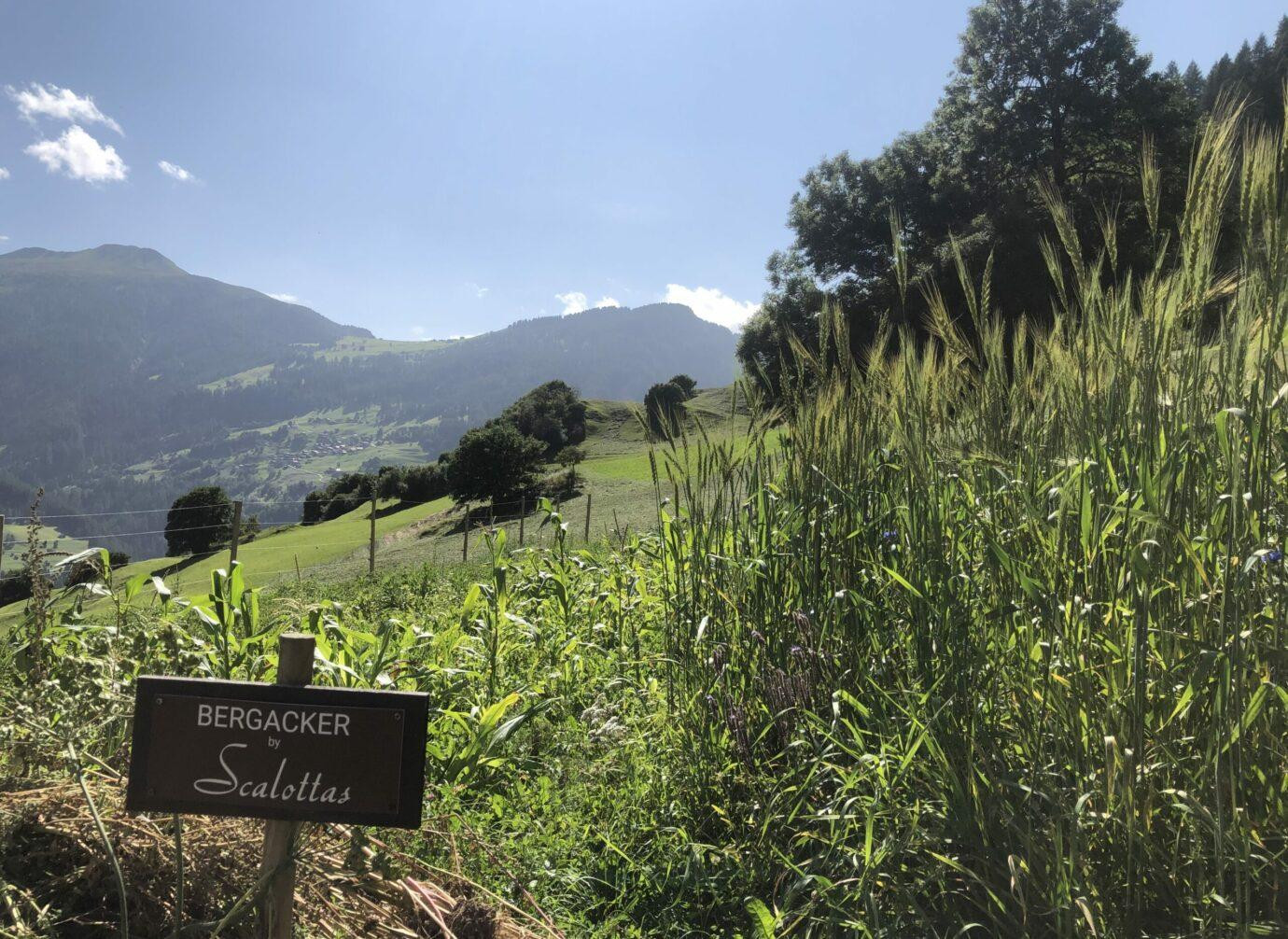 Bergacker mit hohen Getreidehalmen vor alpiner Bergkulisse und Sonnenschein.