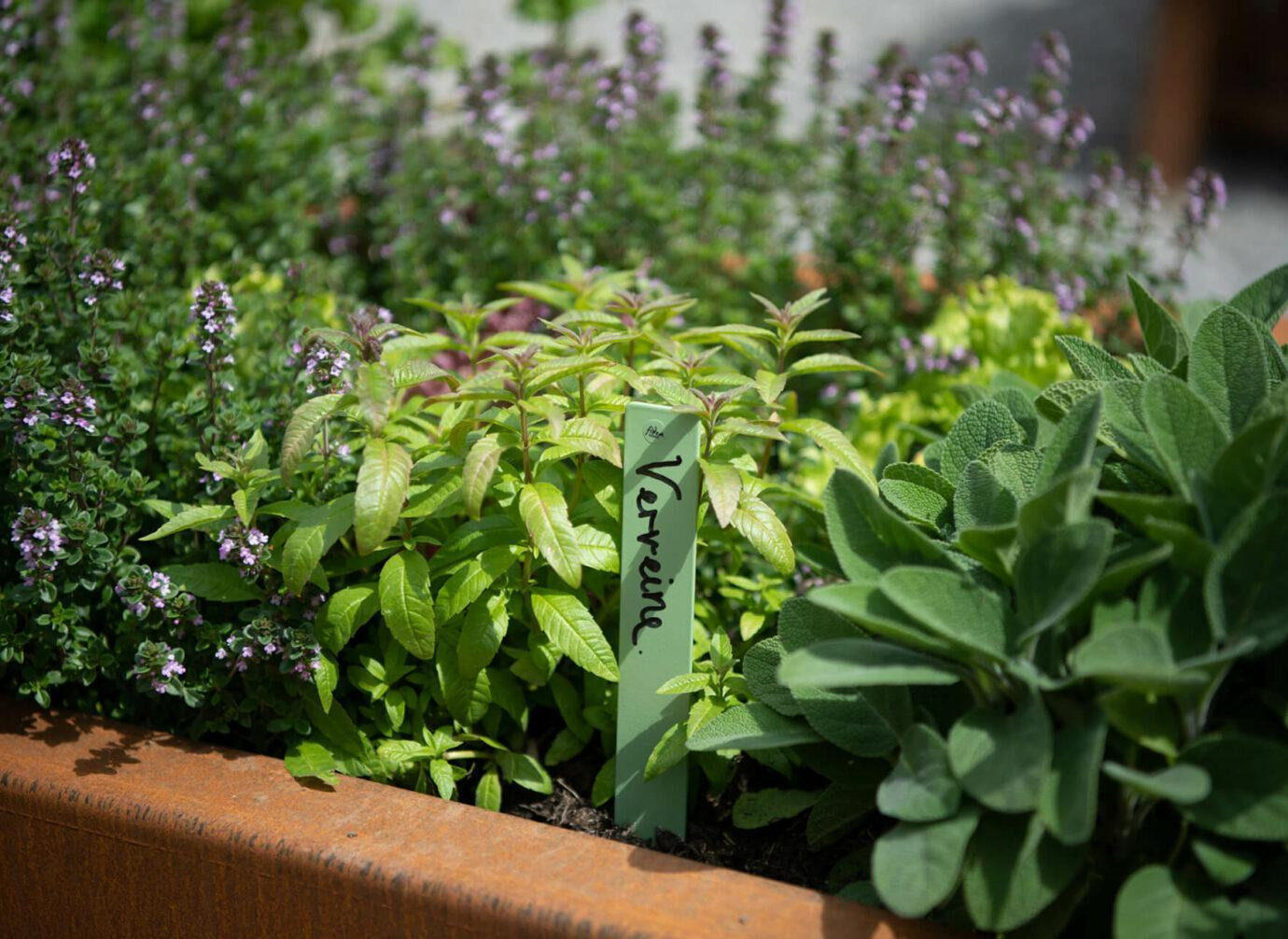 Kräuterbeet mit verschiedenen Pflanzen.