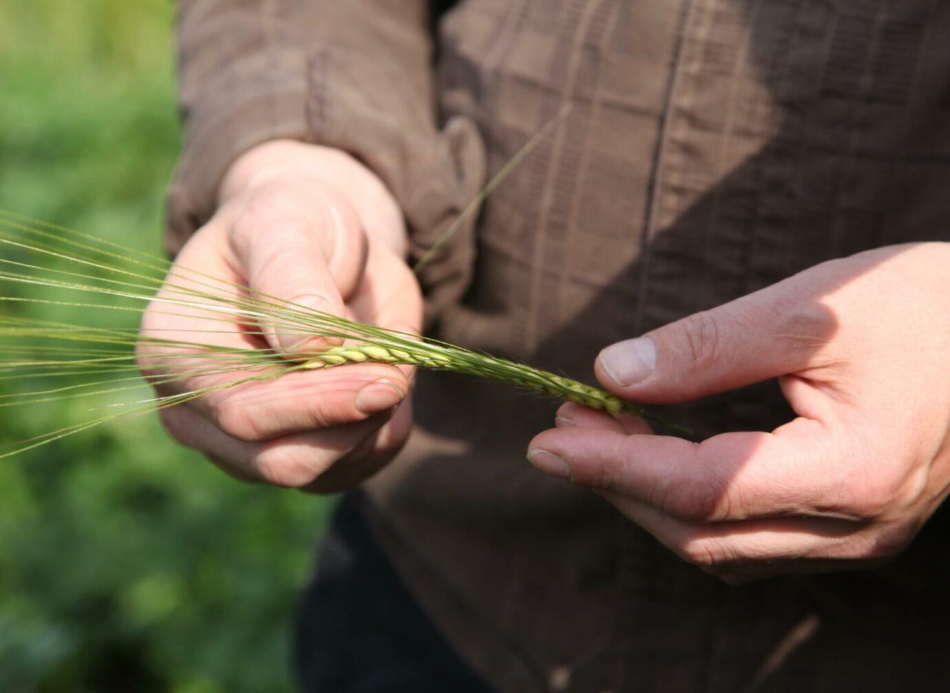 ChatGPT: Ein Paar Hände hält und prüft eine grüne Getreideähre auf einem Feld.