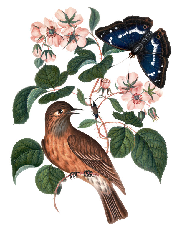 Illustration eines Vogels und eines Schmetterlings umrahmt von Blumen und Blättern
