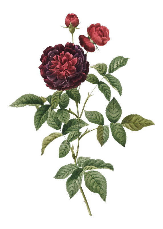 Illustration eines Rosenzweigs