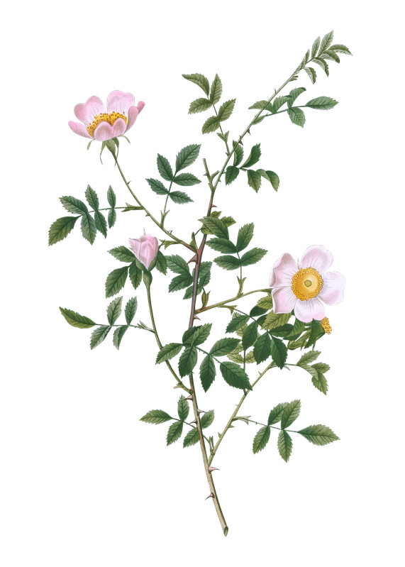 Illustration eines Zweigs mit Blumen der Hagenbutte