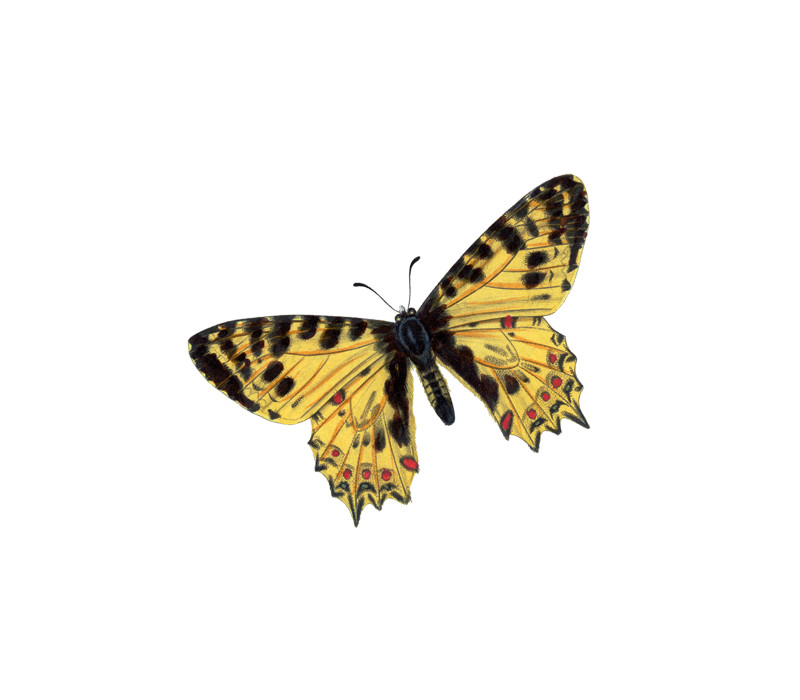 Illustration eines fliegenden, gelben Schmetterlings