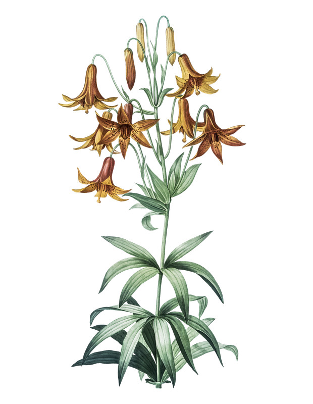 Illustration einer oragen Blume