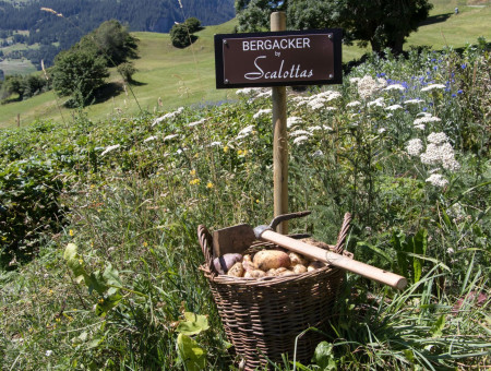 Korb mit frisch geernteten Kartoffeln auf Bergacker – nachhaltiger Anbau im Scalottas Terroir Lenzerheide