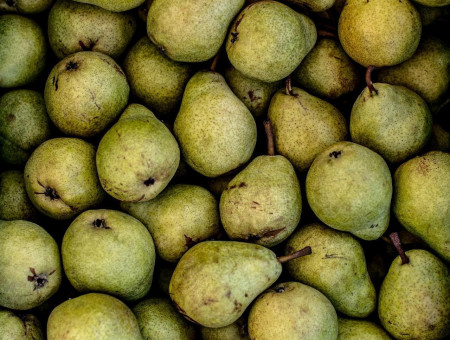 Frisch geerntete grüne Birnen in Nahaufnahme – saisonales Obst aus dem Scalottas Terroir Lenzerheide