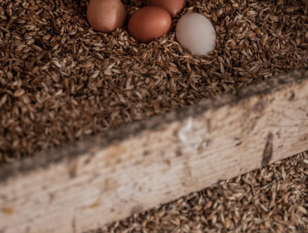 Vier frische Eier im Strohnest – regionale Hofprodukte für das Scalottas Terroir Lenzerheide