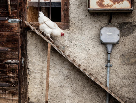 Weisses Huhn auf Holzrampe vor rustikalem Stall – artgerechte Tierhaltung für das Scalottas Terroir Lenzerheide