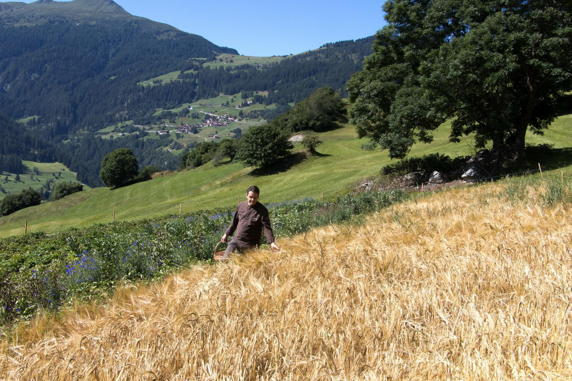 Mann steht in einem Kornfeld mit einem Korb und sieht sich das Korn an.