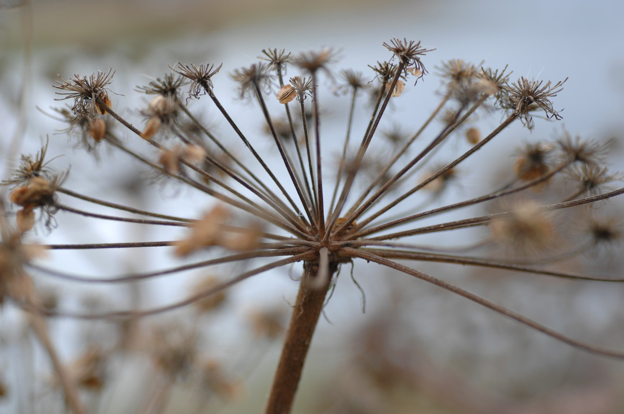 Nahaufnahme einer vertrockneten Doldenblüte mit feinen, strahlenförmig angeordneten Stängeln vor unscharfem Hintergrund.