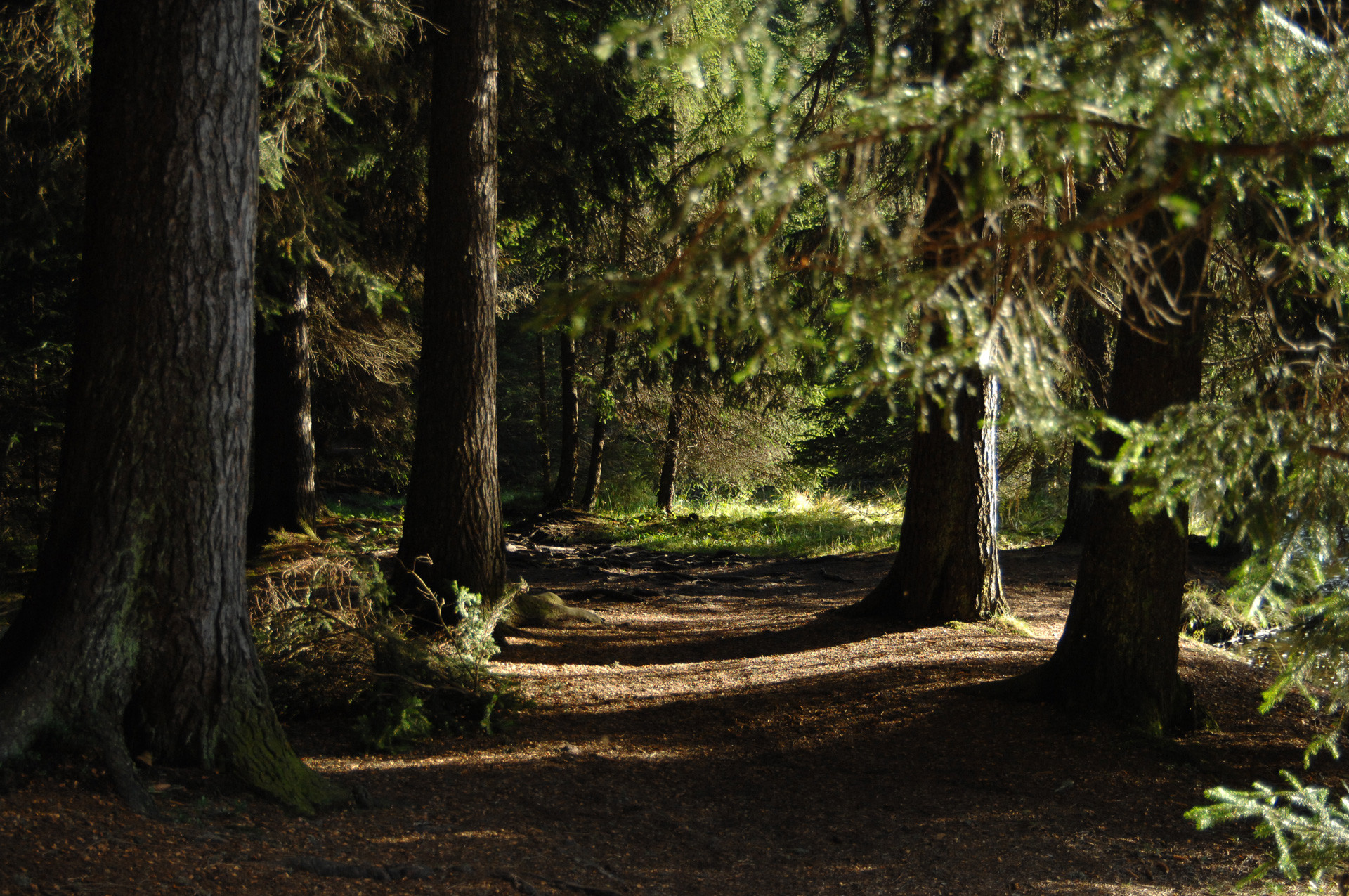 Sonnendurchfluteter Waldweg zwischen hohen, dunklen Fichten.