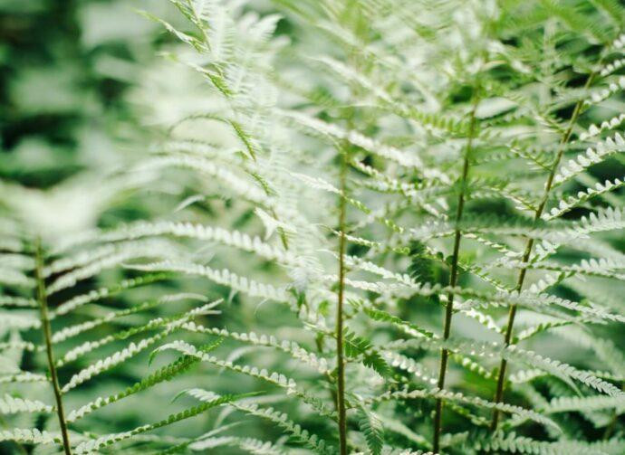 Nahaufnahme von Farnblättern.