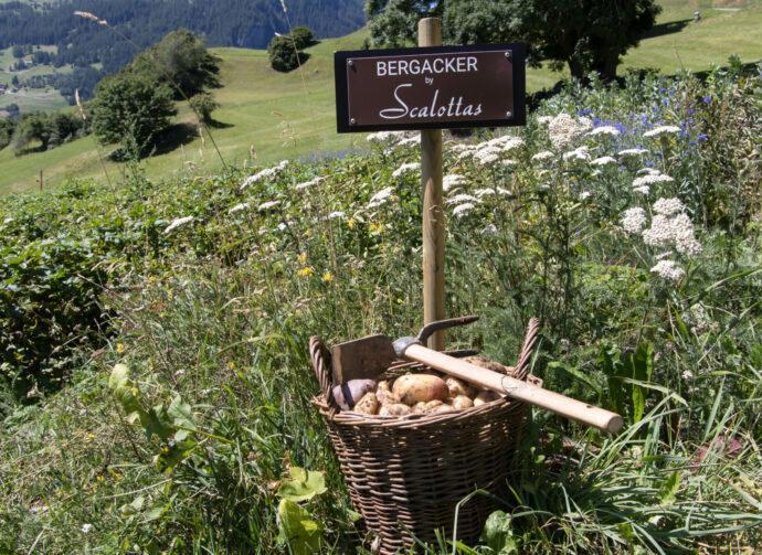 ScalottasLenzerheide_Tafel Auf Acker Und Kartoffeln Mit Hacke Klein