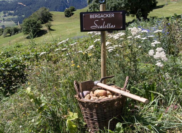 ScalottasLenzerheide_Tafel auf Acker und Kartoffeln mit Hacke klein