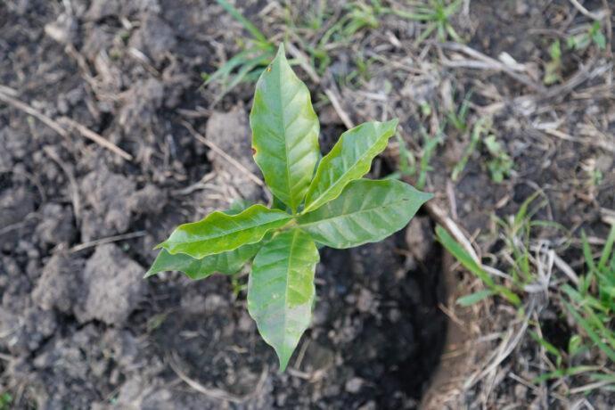 Kaffee-Plantage In Nicaragua