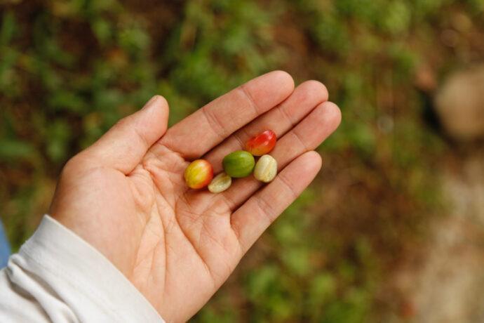 Kaffee-Kleinbauern in Nicaragua