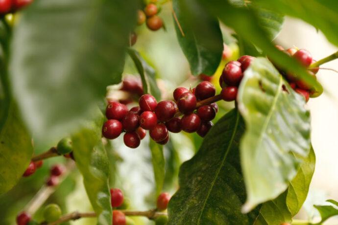 Kaffee-Plantage In Nicaragua