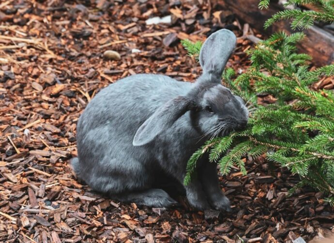 Tierischer Nachwuchs